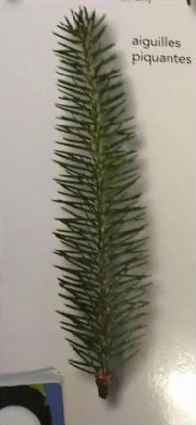 De quel arbre provient cette feuille ?
