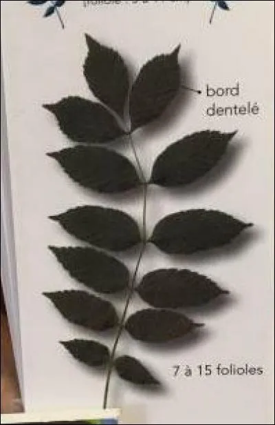 De quel arbre provient cette feuille ?