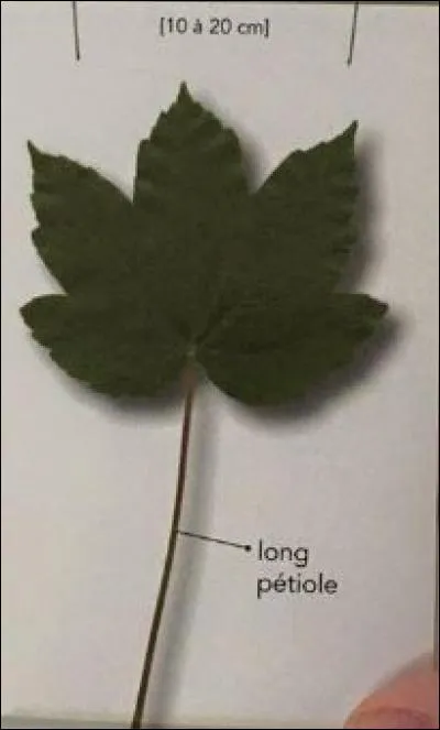 De quel arbre provient cette feuille ?