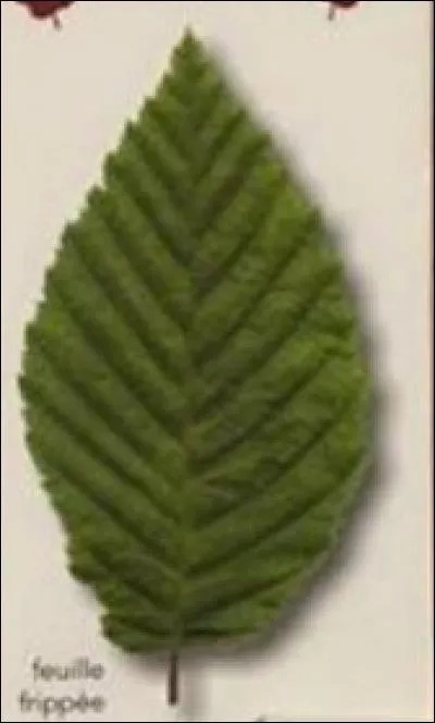 De quel arbre provient cette feuille ?