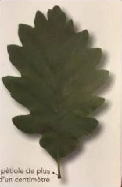 De quel arbre provient cette feuille ?