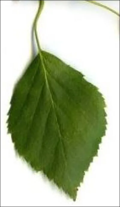 De quel arbre provient cette feuille ?