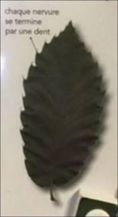 De quel arbre provient cette feuille ?