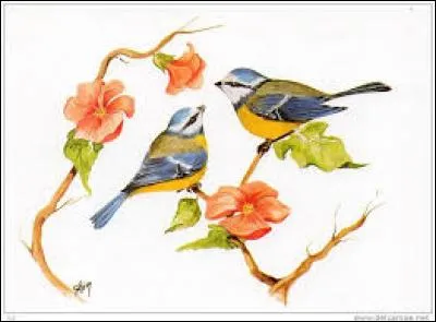 Briquet au Québec :