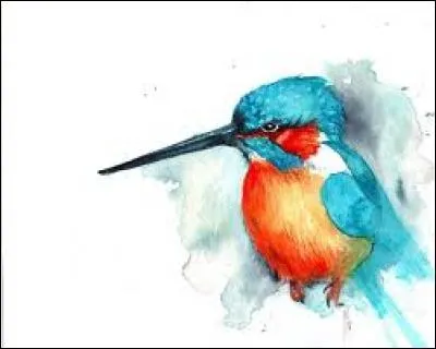 Petit oiseau passereau d'Amérique :