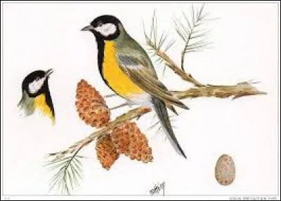 Paresseux arboricoles d'Amérique tropicale, à trois doigts :