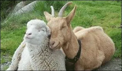 Le berger écartat les biches et découvrit le petit mouton bien callé entre les chèvres.