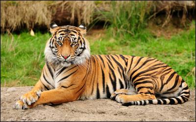 Quel est le nom scientifique du tigre ?