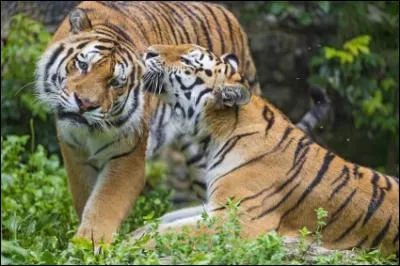 Le tigre est en voie de disparition.