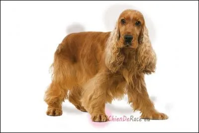 Quelle est cette race de chiens ?