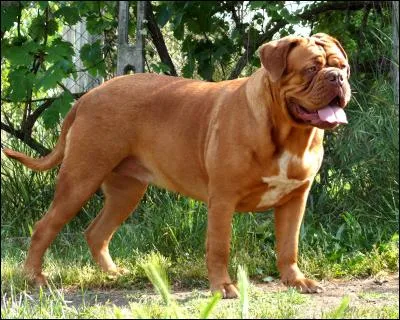 Quelle est cette race ?