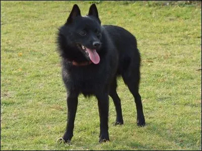 Quelle est cette race ?