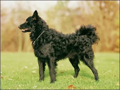 Quelle est cette race ?