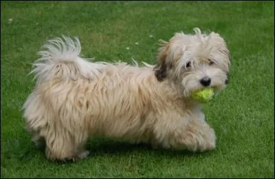 Quelle est cette race ?