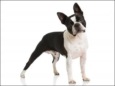 Quelle est cette race ?