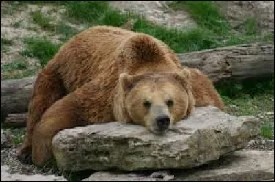 Connaissez-vous vraiment les ours ?
Est ce que les ours hibernent ?