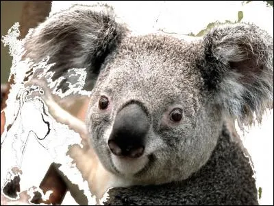 Connaissez-vous vraiment les koalas ?
Est-ce que les koalas hibernent ?