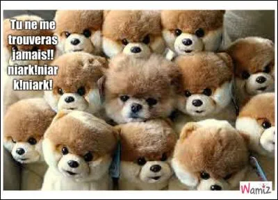 Un de ces camouflages est un intrus, trouvez-le.