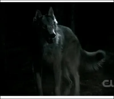 Comment la malédiction du loup-garou se déclenche-t-elle ?