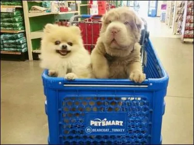 Le chien de droite est une peluche !