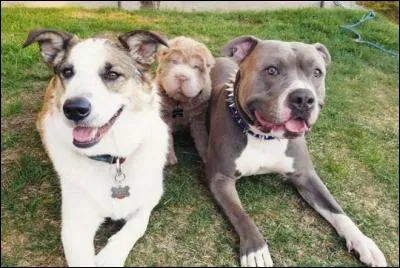 Sur cette photo, on voit deux chiens et une peluche au milieu !