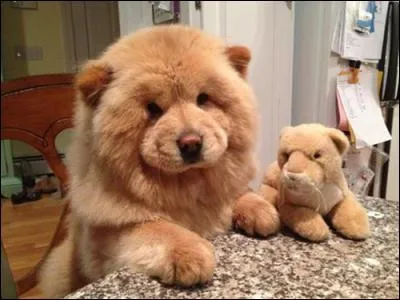 Que voyez-vous sur cette photo ?