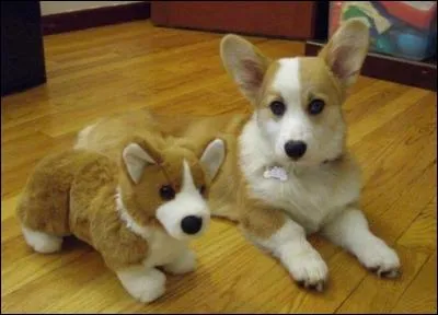 Il y a deux vrais chiens sur la photo !