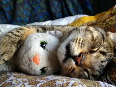 Il y a deux peluches sur cette photo !