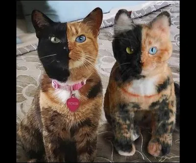 Le vrai chat est à gauche, la peluche est à droite !