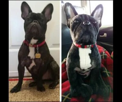 Comme vous avez un oeil de lynx, ça va être une rigolade pour vous, le vrai chien est à gauche, la peluche est à droite !