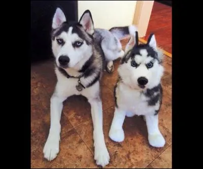 Le chien de gauche est une peluche, le chien de droite est réel !