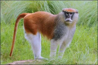 Egalement appelé singe rouge, je suis le :