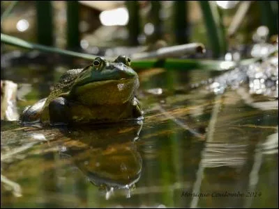 Les Québécois m'appellent ouaouaron, mais saurez-vous retrouver mon autre nom ?