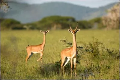 Appelée également antilope-girafe, je suis le :
