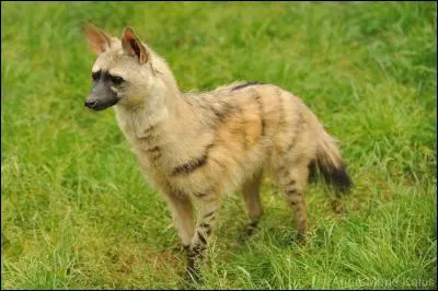 Je suis un cousin de la hyène, mais à votre avis, quel est mon nom ?