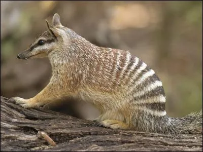 Petit mammifère d'Australie, peu de gens savent comment je m'appelle ! Et vous, avez-vous une idée ?