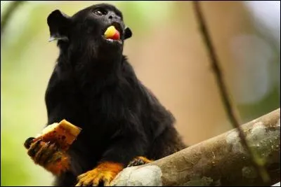 Vous avez trouvé, je suis un tamarin, mais lequel ?