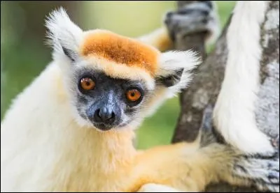 Originaire de Madagascar, je suis un lémurien, lequel ?