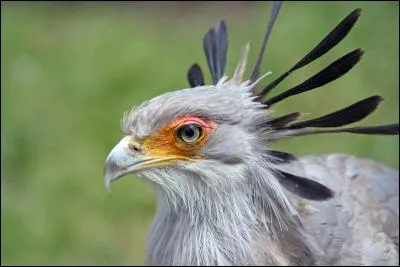Vous m'avez certainement déjà vu dans les documentaires, mais savez- vous comment je me nomme ?