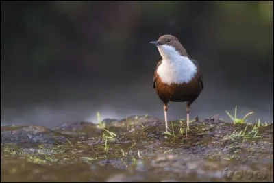Ma spécialité est dans mon nom, saurez-vous retrouver comment je m'appelle ?