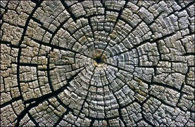 Quelle est la méthode de datation basée sur l'étude des cernes de croissance du bois ?