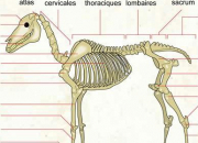 Quiz Squelette du cheval (galop 5)