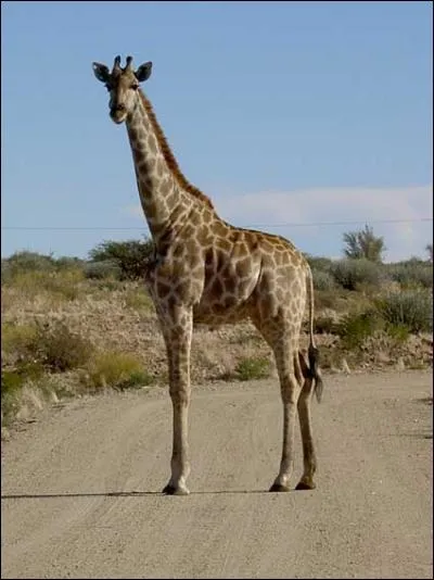 Quel est le petit de la girafe ?