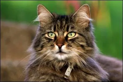 Que mange un chat en liberté ?