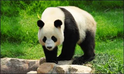 Où peut vivre un panda ?