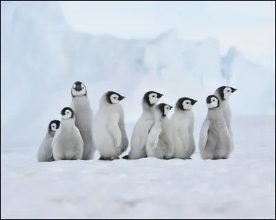 À quoi nous fait penser le manchot ?