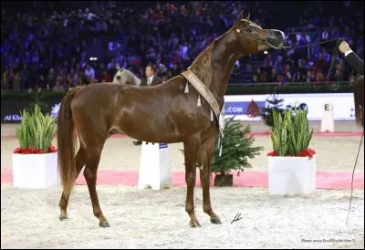 Quelle est la race de ce joli bai ?