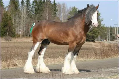 Quelle est la race de ce grand cheval ?
