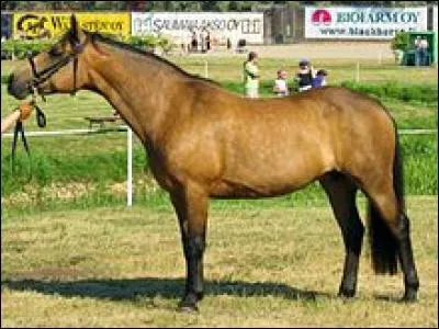 Quelle est cette race de poney ?