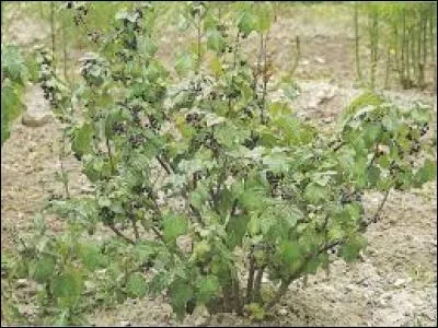 Comment s'appelle l'arbuste où poussent les cassis ?